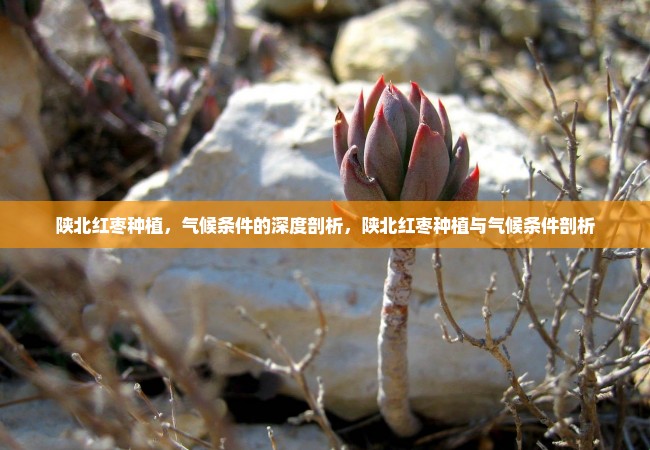 陕北红枣种植，气候条件的深度剖析，陕北红枣种植与气候条件剖析